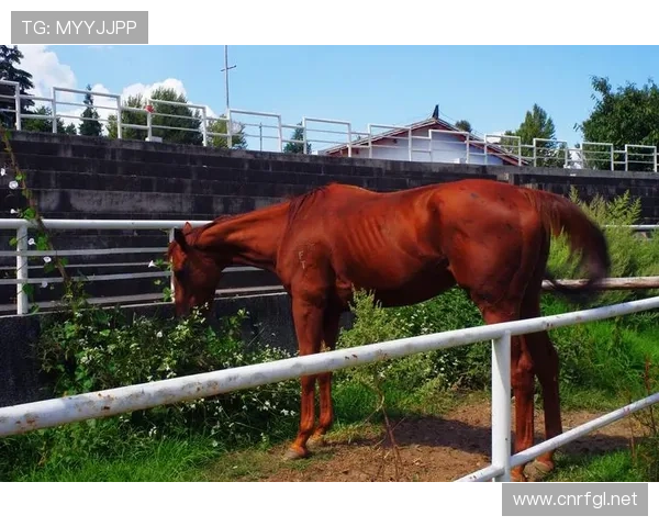 富里睡醒发现自家马场又多了匹纯血马，这月第几回了？